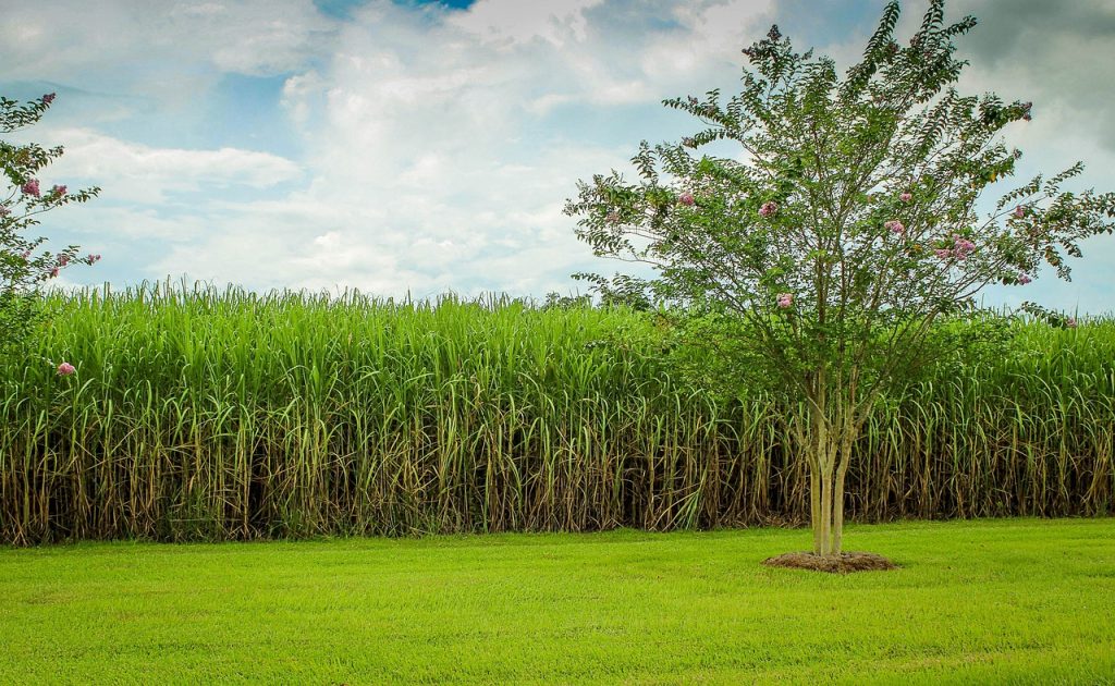 sugarcane, cane field, raw sugar
