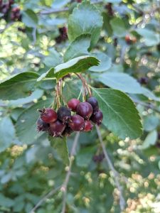 serviceberry, amelanchier, berries