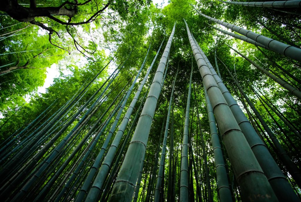 bamboo trees scenery